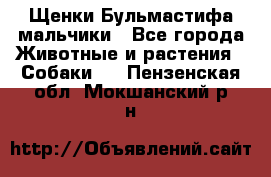 Щенки Бульмастифа мальчики - Все города Животные и растения » Собаки   . Пензенская обл.,Мокшанский р-н